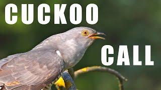 Bird sounds - CUCKOO call