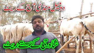 Today Domail Mandi Fatehjang Rate’s update27Dec2024-Part02Sunny Video Fateh Jang Cow Mandi 2024