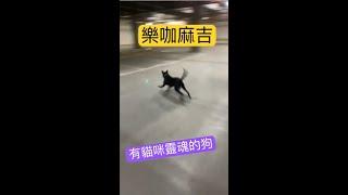 愛追雷射的狗.樂咖麻吉1110124