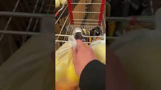 Vlog: Melogold and Oroblanco at Seafood City