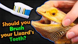 How to Brush your Bearded Dragon's Teeth!