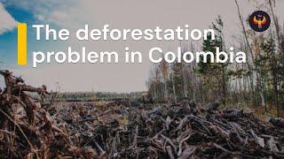  The hidden cost of Colombia's deforestation - it's not just about the trees