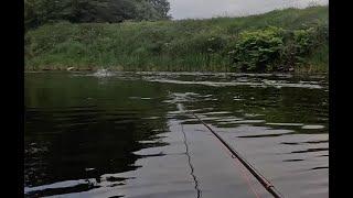 Salmon fishing on the River Tweed at Ladykirk June 2024