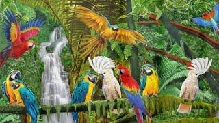 EVER WONDER ABOUT THE RAINFOREST WILDLIFE.#Rainforest#NatureDocumentary.