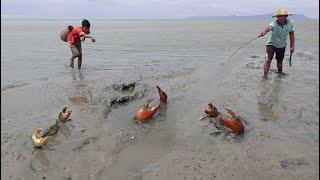 Season Crab - Catching A Lot Of Massive Mud Crabs In Sea after Water Low Tide