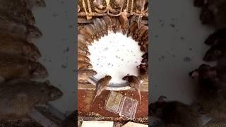 यहाँ रहते हैं 25 हजार चूहें  । Karni Mata Mandir | pooja ranaut