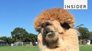 What It's Like To Have A Pet Alpaca