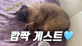 두바이에서 고양이 입양 
