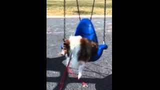 Swinging Sheltie