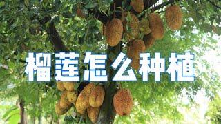 生活百科：榴莲怎样种植？