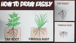 How to draw tap root & fibrous root easily /taproot system & fibrous root system easy drawing