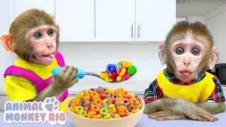 Monkey Rio wants to be the best brother for little monkey | Animal Monkey Rio