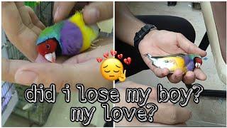 Did I lose my boy || Gouldian finch male | AD Exotic Finches Pakistan