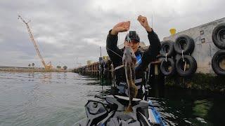 Nonstop Fishing Action inside Long Beach Harbor with Team Promar