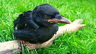 Pet crow Growing Up!