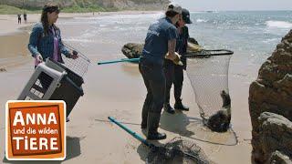 SOS bei den See-Elefanten | Reportage für Kinder | Anna und die wilden Tiere