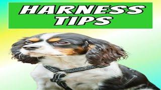 Best Harness for Small Dogs and A Cavalier King Charles Spaniel