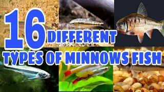 Types of Minnows Fish | Prathmesh aquatics