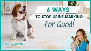 6 Ways to Stop Your Dog's Urine Marking for Good!