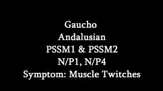 Symptoms Of PSSM- Muscle Twitching (Gaucho)