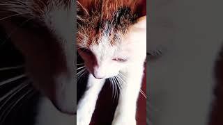 Tri  #catofyoutube #catofshorts #catcare