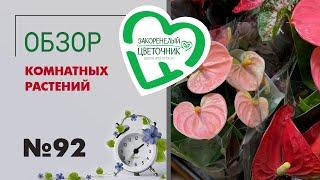 Обзор комнатных растений: редкие аглаонемы, алоказии, папоротники, стрелиция, тилландсии #92