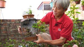 Sân thượng nhà Dương Cây Cảnh có gì? - Phần 1 I Dương Cây Cảnh
