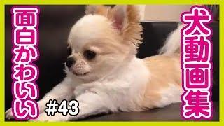 【面白わんちゃん】爆笑！！おもしろかわいい犬動画集 #43