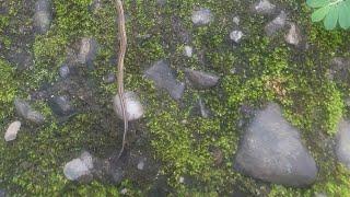 Arrowhead flatworm #Bipalium kewense #LabreyKira #Video #YoutubeVideo #YTVideo #Insect #Moving #Mosh