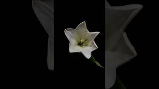 Lily Flower move-growing timelapse #timelapsevideo #flowers #plants #shorts #viralshort