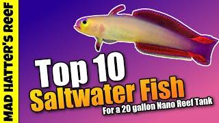 Top 10 Saltwater Fish for a 20 Gallon Nano Reef Tank