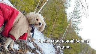 Песня про мою собачку Тэффи | Al cover | song about poodle Teffi