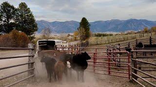 It’s Time For The Cows To Start Coming Home!