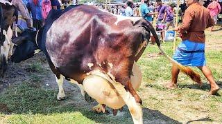 Biggest milk cow in the world 2021 | Highest milk producing cow in india | Biggest milk cow