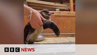 Penguin who lost her waddle saved by keepers | BBC News