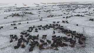 Building a Legacy in Cattle Feeding - Magnum Feedyard