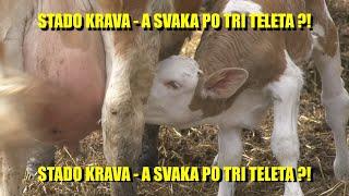 NOVO - NOVO - ne krave tele - nego TELAD   jedna KRAVA za odgoj TRI TELETA - isprobano ALI, ALI ALI