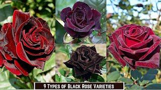 9 Types of Black Roses | Black Rose Varieties