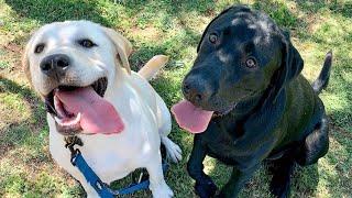 Labrador Brothers Are Reunited!!