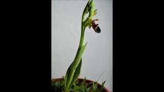 Orchid Time-Lapse Growing