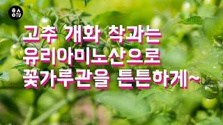 [한스연TV] 고추 개화 착과는 유리아미노산으로 꽃가루관을 튼튼하게~