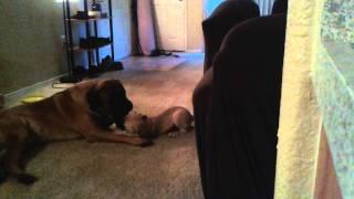 Large mastiff plays with small mastiff 2/2