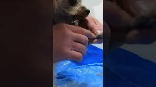 ヨーキーらんの爪切り/Trim my Yorkie nails