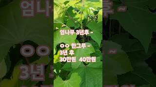 엄나무 순따기 3년후 수익창출 오색참죽 한그루 가격