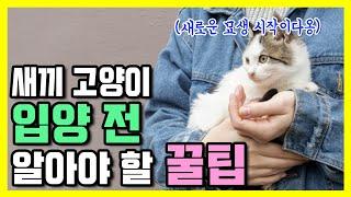 아기고양이 입양전 준비사항. 새끼고양이 처음들이기