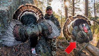 BIG TIMBER Turkey Hunting!!!  (Public Land Gobbler)