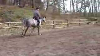 Trakehner Hawk zu Hause