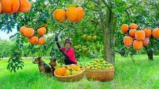 Harvesting Ripe Persimmons Goes To Market Sell - Repairing Chicken Coops, Growing Vegetables