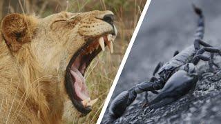 Most Lethal Creatures: 10 Animals Responsible for Most Human Deaths