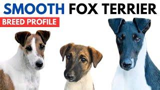 Smooth Fox Terrier Breed Profile History - Price - Traits - Smooth Fox Terrier Grooming Needs